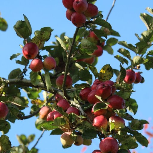 We grow apples on our organic farm in SE Somerset.
Our medium cider won The People's Choice at Nat Champs 2021 & 2022 & our apple juice was Reserve Champ 2022