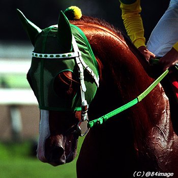 yukihime991's profile picture. のんびりとダビマスプレイ中です。