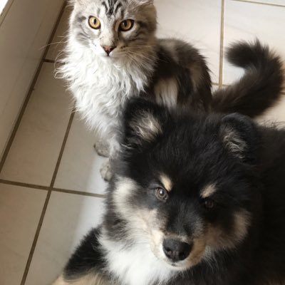 Hey there! We're Maine Coon Ivy and Suomenlapinkoira Ink. We like to share our friendship with the world, but even more we love to cuddle and play!