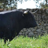 TOROS EN LAS CALLES (@toro_en) 's Twitter Profile