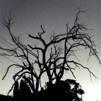 Mit Thi Drugon (@mayhemfever) 's Twitter Profile