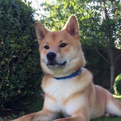 cryptowoof's profile picture. 