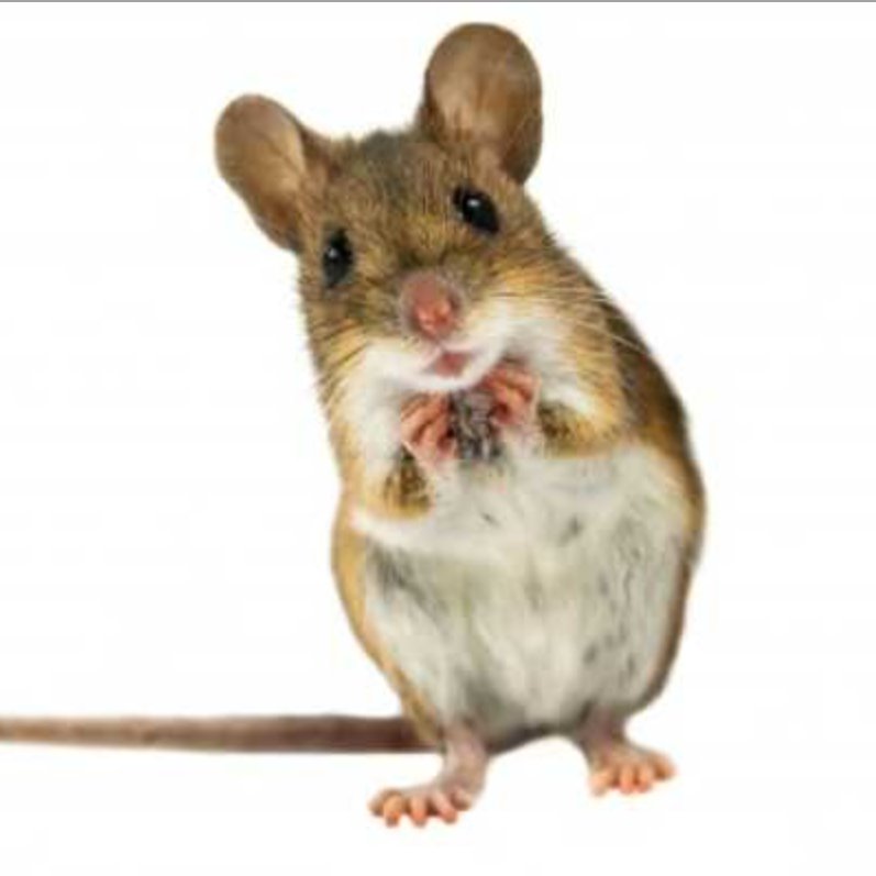 Rodent residing at Montclair State University. America's Favorite Campus Mouse. Don't be afraid to dedicate your life to cheeses.