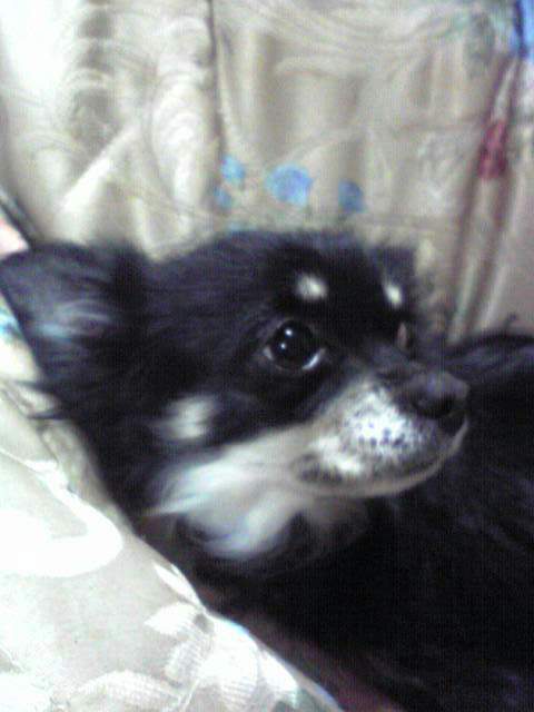 nicole333bell00's profile picture. ツイッター再開ですヽ(‘ ∇‘ )ノ🐰みんなのお花に癒され隊🌹