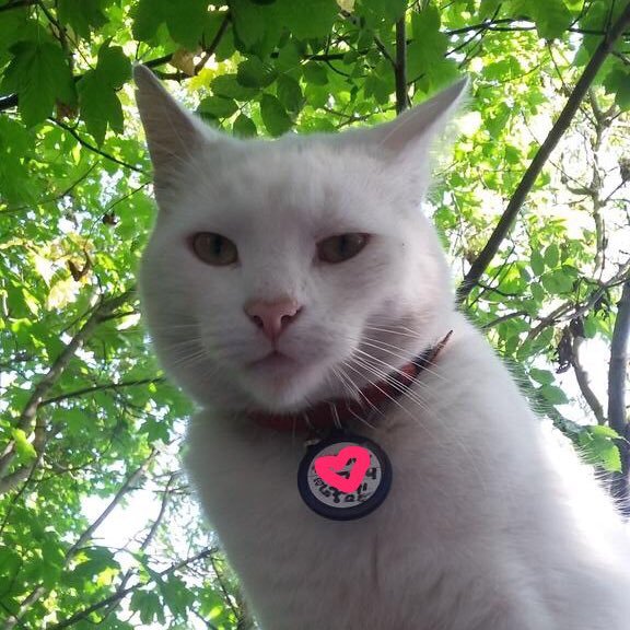 Snowy - retired #harringaystationcat CBE. Also used to work part-time at the offy, library & caff on @QuernmoreRd. Former official mascot of @hchoppers