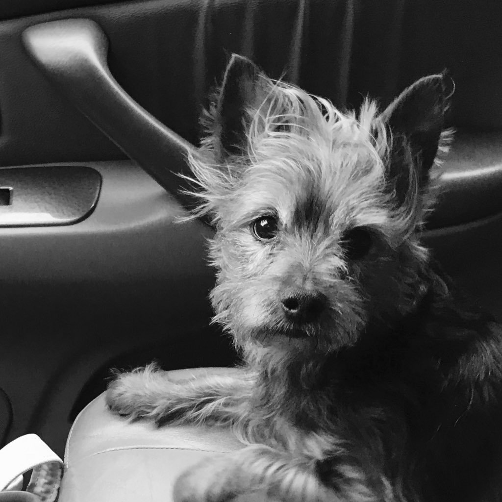 Mom of 2, Make Up Lover and Avid Book Reader and I have the best dog ever