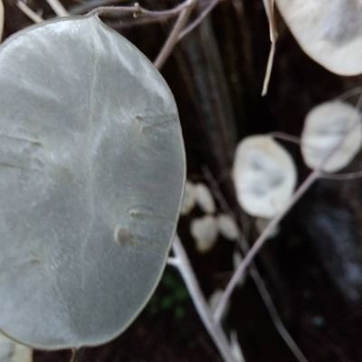 Vivo desarraigada en el rural.
1. adj. Extraño o que sobreviene, a diferencia de lo natural y propio.
2. adj. Que se desarrolla en lugar distinto del habitual.