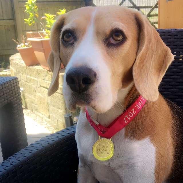 7 year old feisty beagle girl. Im all up for snuggles - oh and food - preferably yours. Oh and socks, yes socks!! fave past times stealing, running and barking