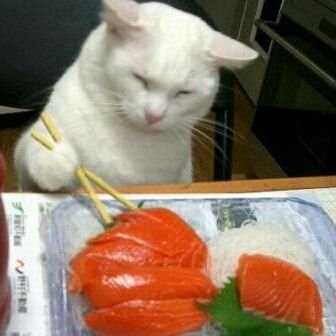 寿司猫さ ん Sushineko Fish Twitter