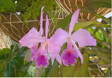 Judith_vasquez's profile picture. 