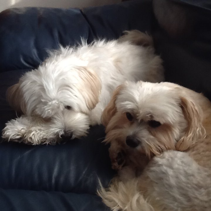 Two MaltiPom furkids, Riley Reginald and Sassy Antoinette, and our Angel MaltiPoo sister Zoe (RIP),  living the good life with American hudad and Canadian humom