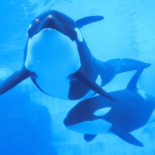 名古屋港水族館と南知多ビーチランドのイルカとシャチたちが大好きです🐬写真はコンデジとスマホで撮ってます。水族館お好きな方、お気軽に絡んでやってくださいませ。フォローも大歓迎です✨