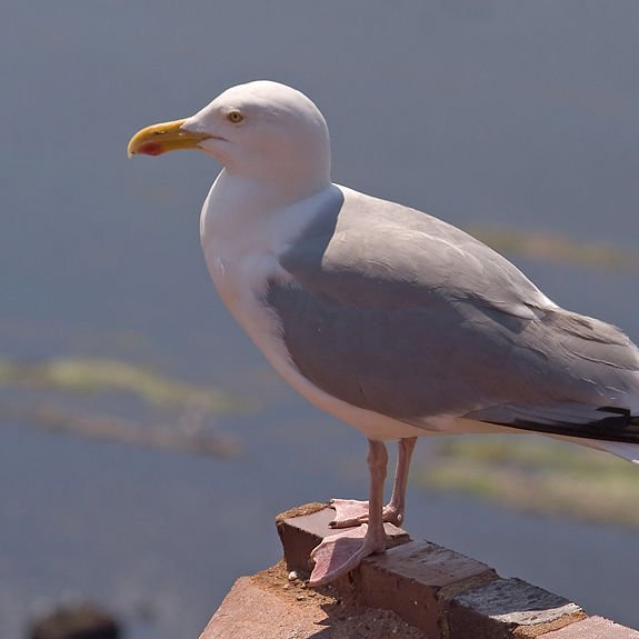 Squalking those injustices by those who are supposed to be protecting us. In memory of the York seagull let down by the RSPCA.