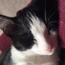 Susanna Lloyd - @showtunes55 - Twitter