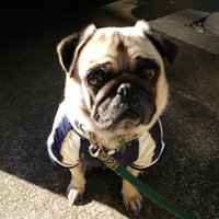 ぱぐぞう (@pagkanon712) 's Twitter Profile