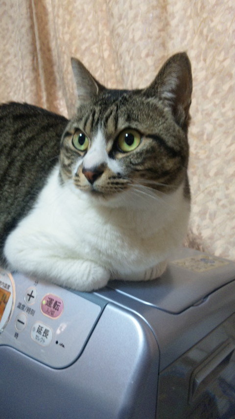 maronkazu's profile picture. らんちだいすき