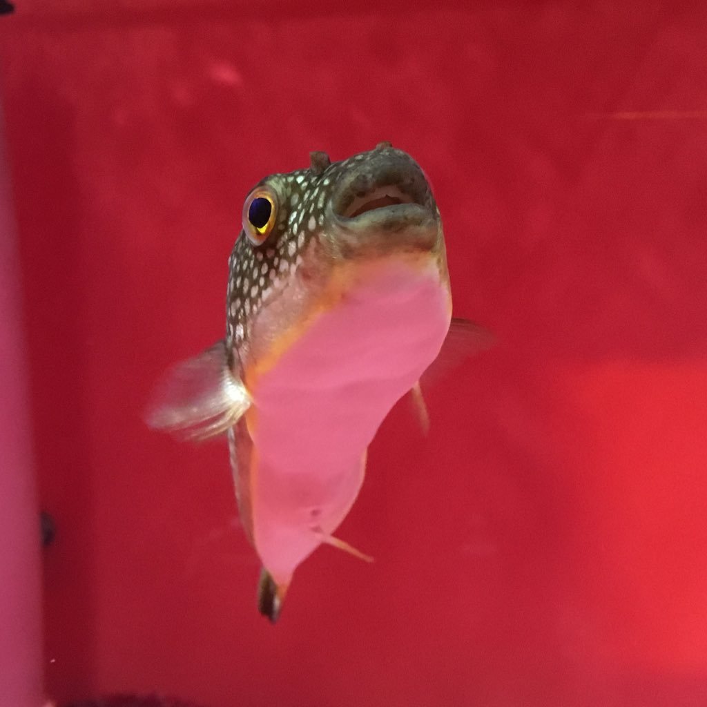 megumegu0852's profile picture. 旅行 / BAR巡り / 副業 / アフィリ 目黒在住の22歳です(^^) 上司に理不尽に怒られる毎日⇨限界を感じネットビジネスの世界へ⇨毎月50万Over♪ ネット環境さえあればどなたでも簡単作業で稼げます！♪ 完全無料でお金はかかりません(*^^*) 最近はワインにハマり中❤︎