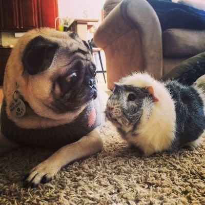 Mussamuss11's profile picture. Audiologist. Hawkeye. New mom.