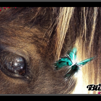 Anne Pauli (@animalsoul2010) 's Twitter Profile