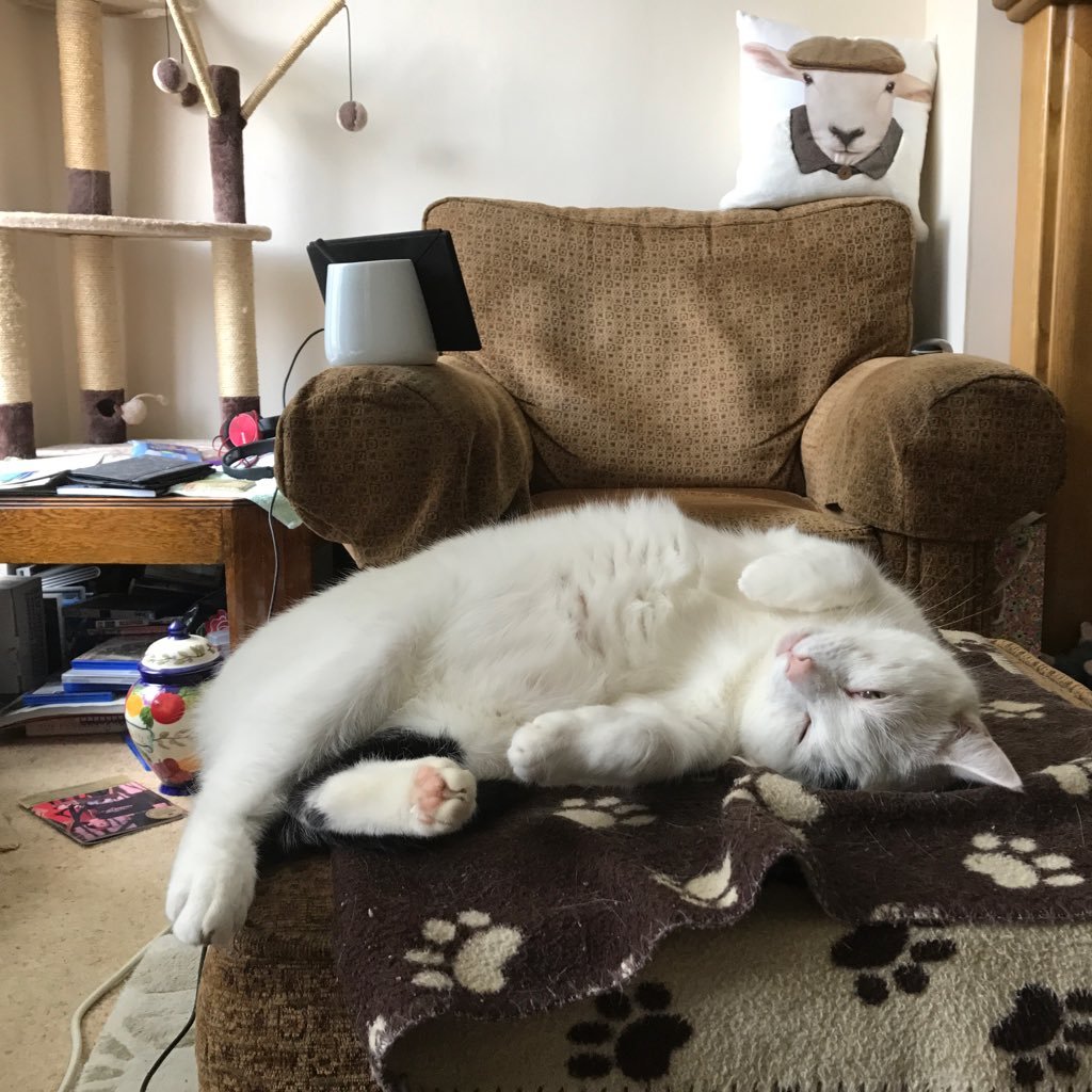 TheAlamoPigs's profile picture. 