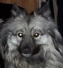 Child free dog lady who isn’t sad, pathetic or lonely.