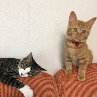 まりものプロフィール写真