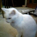 MAKOTOKASHI's profile picture. あしたの書店員。　おすすめは、『〈愛国心〉に気をつけろ！』(岩波ブックレット)、『幸福な監視国家・中国』 (NHK出版新書)､『沖縄の米軍基地』(集英社新書)、『実録・レイシストをしばき隊』（河出書房新社）、『マクルーハンの光景』（みすず書房）。