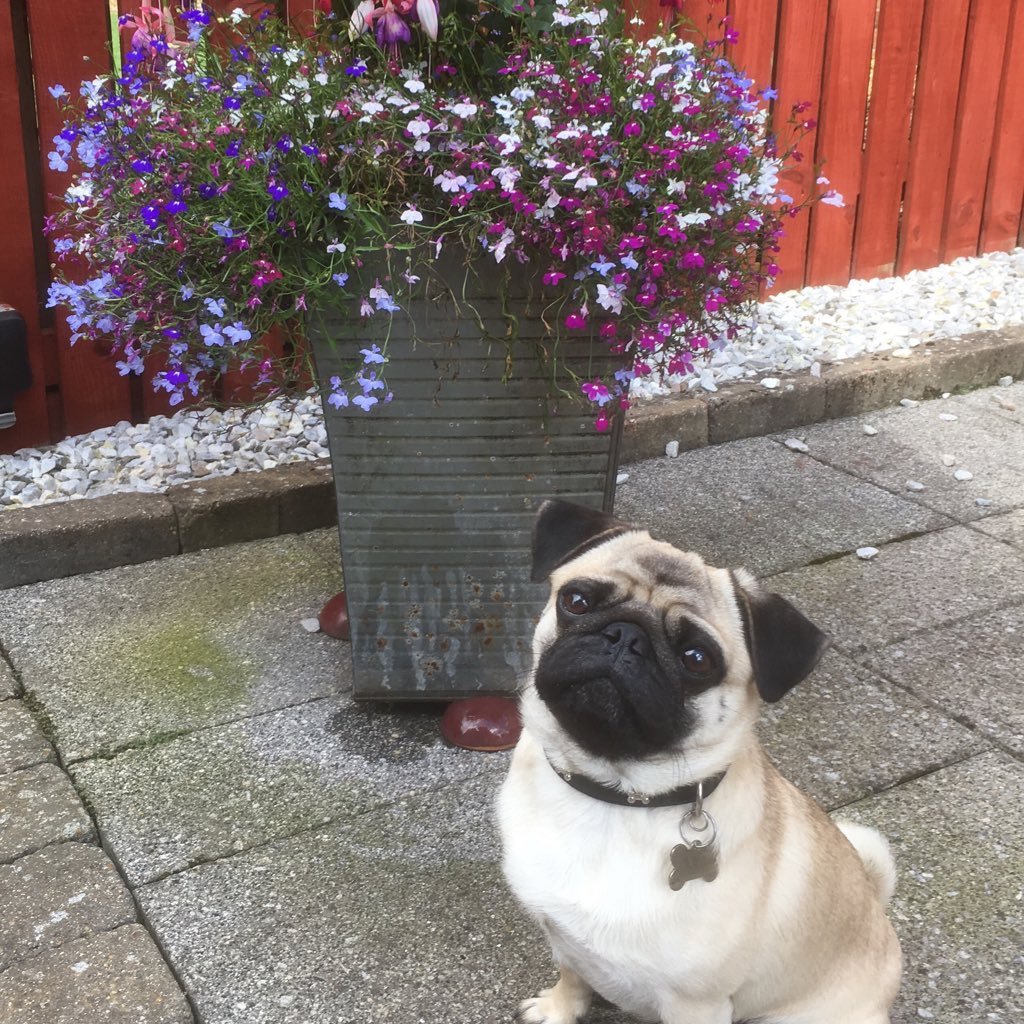 I'm Franko from Scotland, trying to educate the world that pugs do more than eat, laze around and sleep