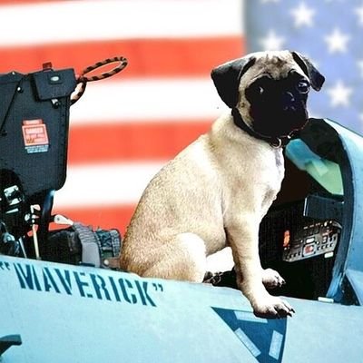 #pilotingmywaytoyourheart 🚀
Hi, I'm Lieutenant Pete Mitchell, the pug. Don't lose that lovin' feeling! - follow me🚀