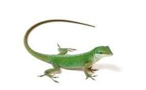 BJorlackLizardo's profile picture. Lonely lizard