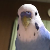 フーちゃん(飼い主:いたのん) (@inko_fuchan) Twitter profile photo