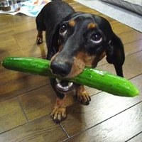 コマタソ (@komatasotk) 's Twitter Profile Photo