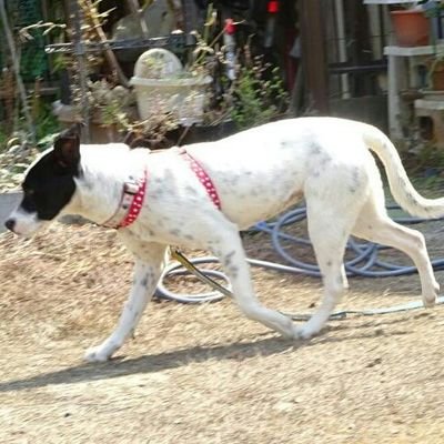 迷子犬捜索中 顔だけ黒い白犬マリー 逃走した3月時点で生後７ヶ月の子どもだったマリーちゃん 成長して写真と雰囲気が変わっているかも知れません 顔だけ黒く体が白い短毛犬の目撃情報を広く集めています 迷子犬 迷い犬 野良犬 大阪 兵庫 京都