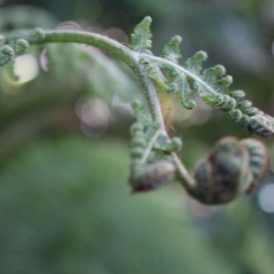 thesustainblog's profile picture. I like to ponder sustainability, fair trade, design, the taste of a homegrown tomato, the state of the universe and plants with bluish- gray foliage.