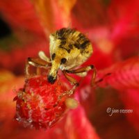 vossen jan (@janvsn) 's Twitter Profile