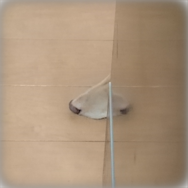 コfwf 犬ところっけ Z3 Pobox Plusで消滅したオンライン変換をプラグインアプリで代替する方法 Http T Co Qrehiuf0yn オンライン辞書が無くなって不便だったのでこの記事は有難い コfwf 犬ところっけ Z3 Pobox Plusで消滅したオンライン変換をプラグインアプリで代替する方法 Http T Co Qrehiuf0yn オンライン辞書が無くなって不便だったのでこの記事は有難い