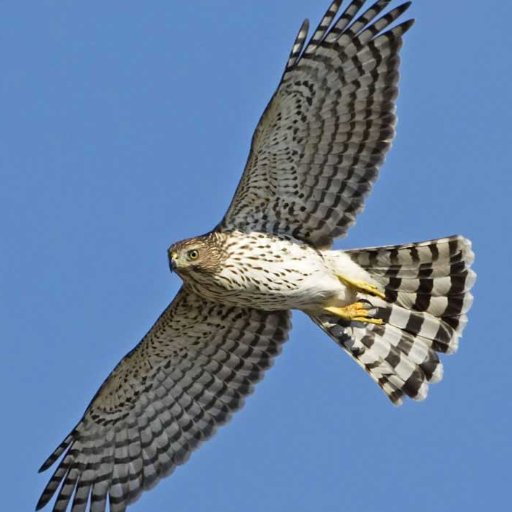 HawksTechNest's profile picture. A lover of all things Mac, iOS, web, and tech. Hopefully I don't love them too much.