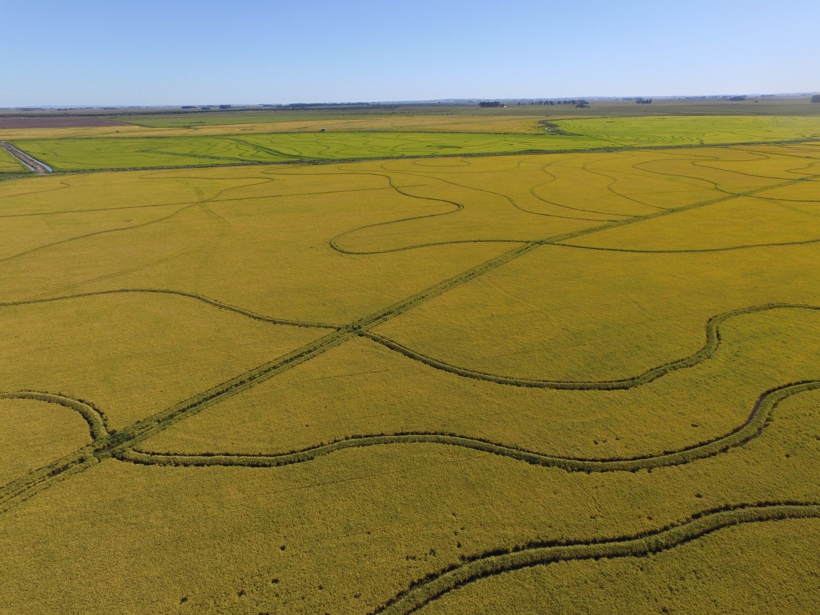 Ing Agr. Especializado en la producción agropecuaria. Arroz; Ganadería y Agricultura.