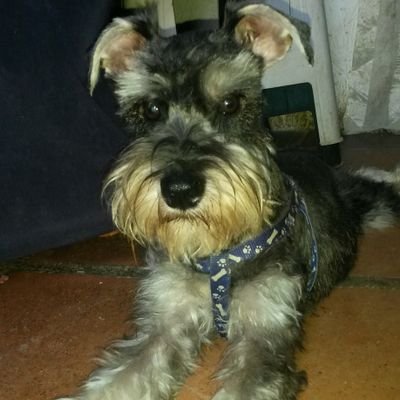 Mi personalid