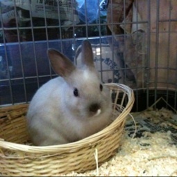 fire_dartfish's profile picture. 