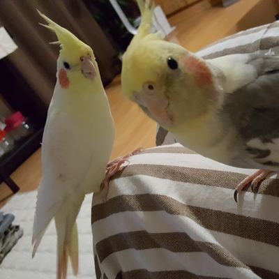 Purimaro Auf Twitter ユニクロ ドラえもん 村上隆さんコラボ かわいいー ゆず太郎と一緒に アゲ花 ゆず とコラボしたものはゆずグッズ Purimaro Auf Twitter ユニクロ ドラえもん 村上隆さんコラボ かわいいー ゆず太郎と一緒に アゲ花 ゆず とコラボしたものはゆずグッズ