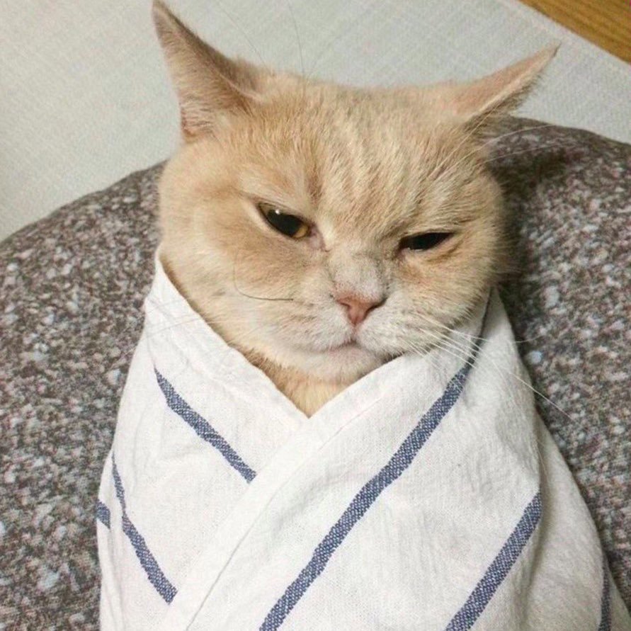 sukakucing