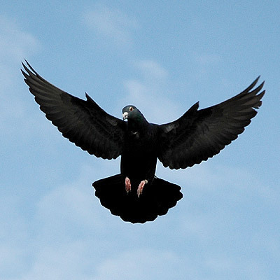 faunabk's profile picture. web designer