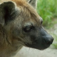 ミナミのハイエナ (@tomahawktt) 's Twitter Profile