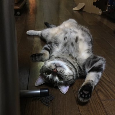 shitopiccyan's profile picture. アメショ・長足マンチカンと暮らしてます(プロフ写真はまだ)。 おもちゃ、猫、特撮、カラオケ、時々ハロプロw 等。 Twitterの使い方がよく判ってないのでリプとかファボとか滅多にしませんが宜しくお願い致します。写真の茶トラ(2024/04/07🌈)は永遠の家族。