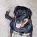 Susan Taylor (@rottie_mom47) Twitter profile photo Susan Taylor (@rottie_mom47) Twitter profile photo