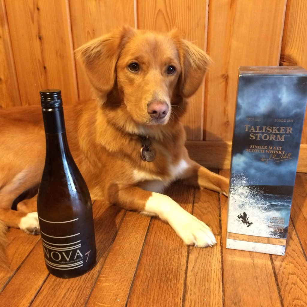 I'm Nova Scotia's official canine ambassador; a copper-colored bundle of cuteness. “Salty Dog’s Nova Talisker Storm” 15 Nov 2015 - 13 Sep 2023 🌈💔