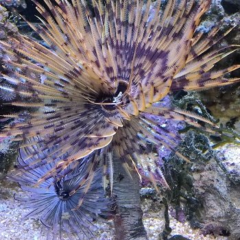 diedani123's profile picture. In unserem Geschäft gibt´s tolle Meerwassertiere, viel Beratung, Tipps, Tricks... Private Interessen: Katzen, Falken, Orchideen etc.🙂🙃