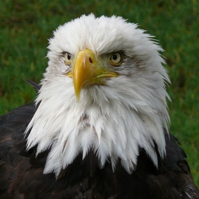 SimpsonsEagles's profile picture. We are the Eagles of Simpson's Lane Academy.