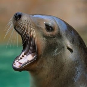 cnimals's profile picture. video de animalos